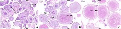 Effects of three different protein levels on the growth, gonad development, and physiological biochemistry of female Pengze crucian carp (Carassius auratus var. Pengze) broodstock